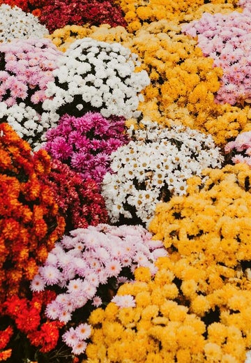 5 ideas con flores de primavera para añadir color a tu hogar