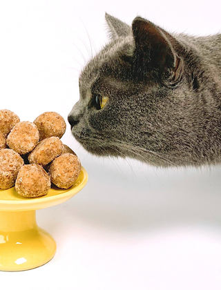 Aprende acá a escoger el mejor alimento para gatos